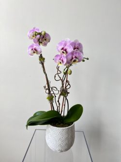 orchids, helen olivia flowers, floral design