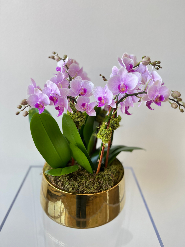 A Beautiful Orchid Care Guide