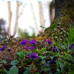 violets, violet, helen olivia floral design, flowers, february
