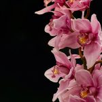helen olivia flowers, orchid arrangement