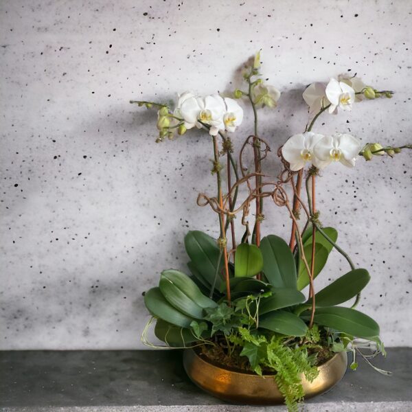 white phalaenopsis orchids in a gold container with green plants around the base