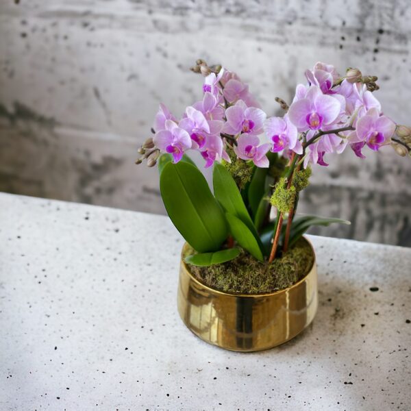mini orchids